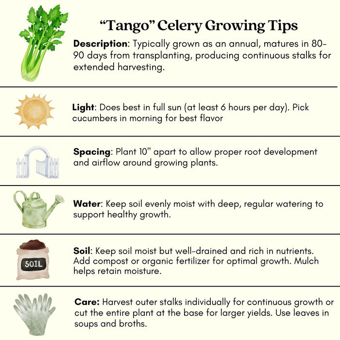 Celery Tango | Two Live Plants | Non-GMO | Heat Tolerant, High Yield, Fast Growing