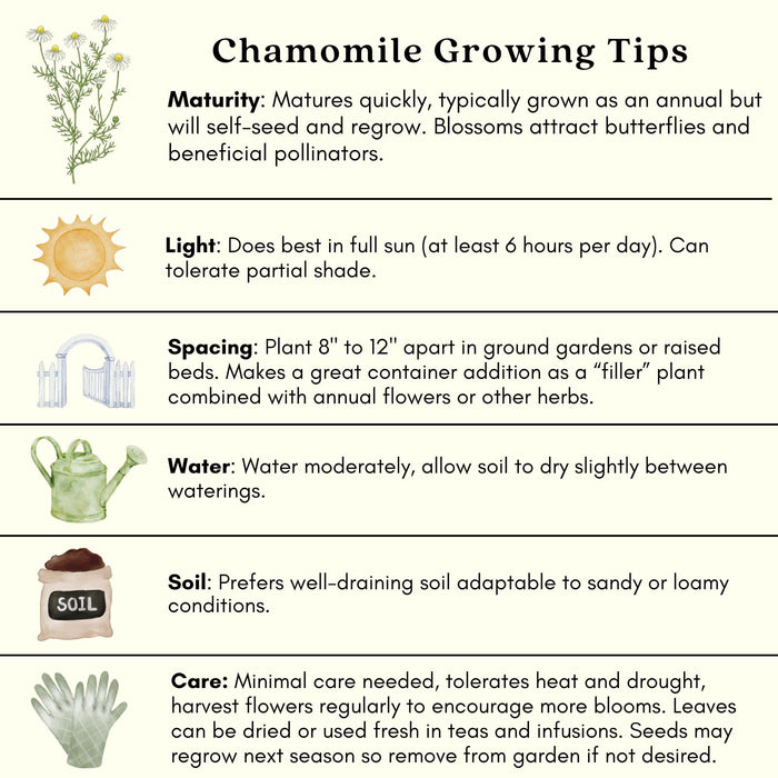 Chamomile Herb Plant | Two Live Plants | Non-GMO | Medicinal and Edible
