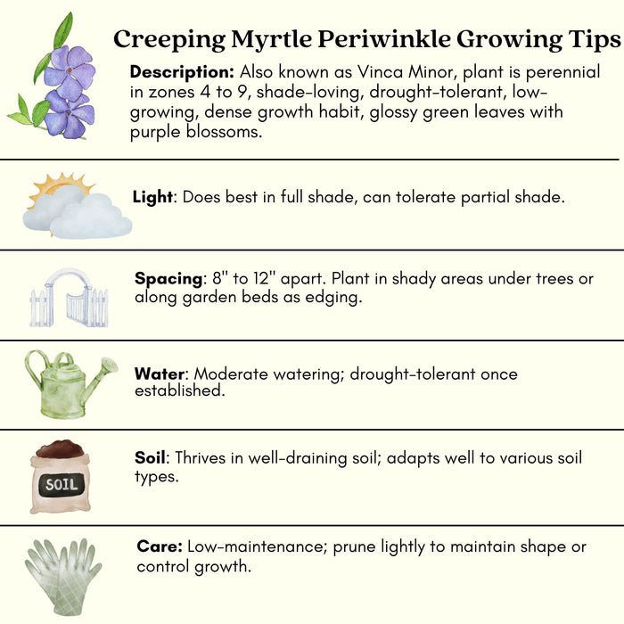 Creeping Myrtle Periwinkle | Two Live Plants | Non-GMO | Vinca Minor Perennial Ground Cover | Deer Resistant
