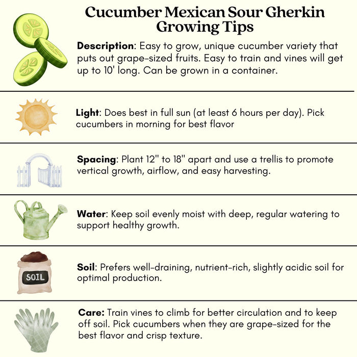 Cucumber Mexican Sour Gherkin | Two Live Plants | Non-GMO | Heirloom Cucumber | Heat Drought Tolerant