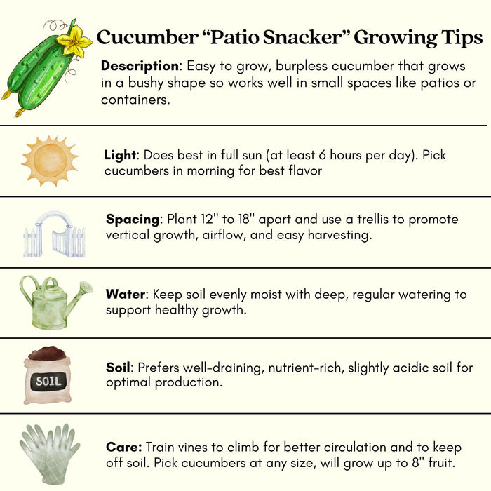 Cucumber Patio Snacker | Two Live Plants | Non-GMO | Burpless, High Yield, Compact