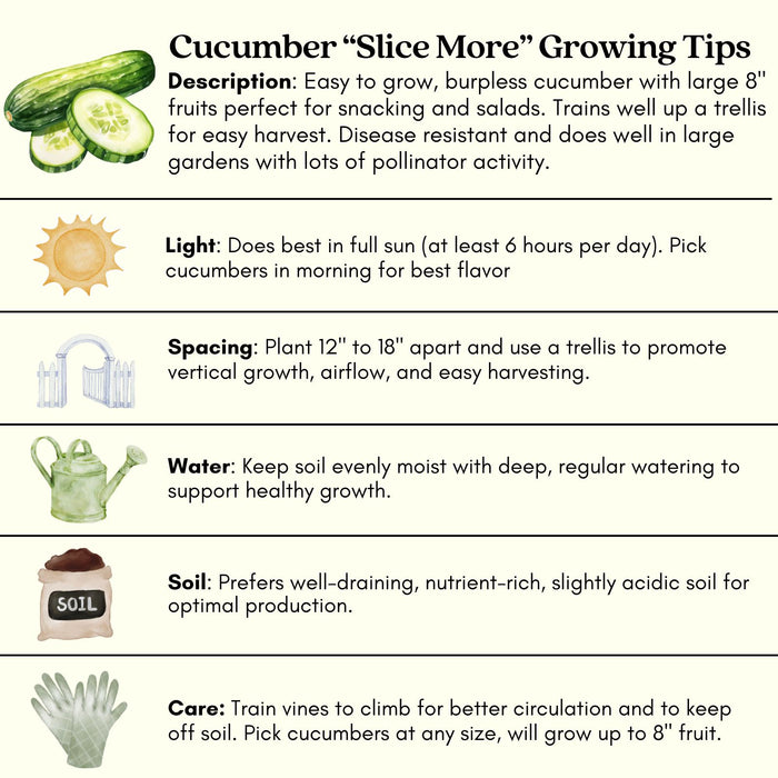 Cucumber Slice More | Two Live Plants | Non-GMO | Burpless, High Yield, Disease Resistant