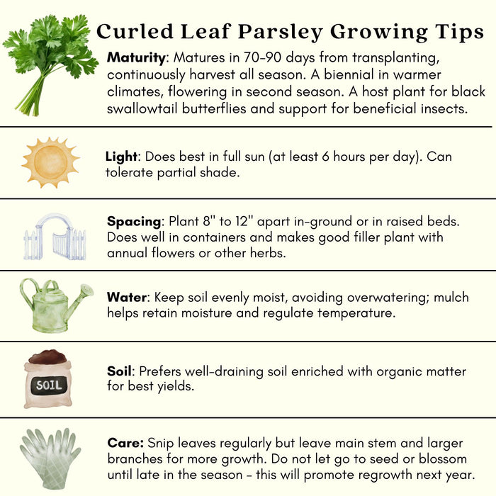 Triple Curled Parsley | Two Live Plants | Non-GMO | Heirloom Herb | Fast Growing, Culinary Essential