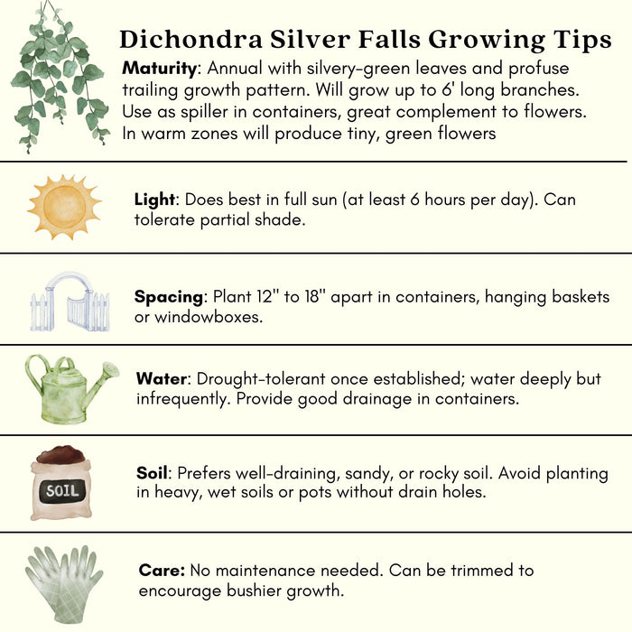 Dichondra Silver Falls | Two Live Plants | Non-GMO | Cascading, Silver Foliage, Heat Drought Tolerant
