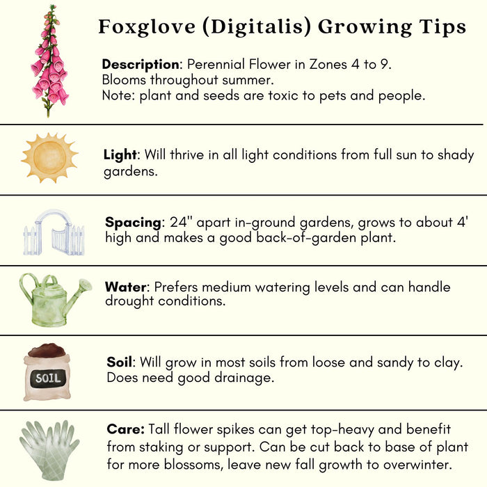 Foxglove Dalmatian Mix | Two Live Plants | Non-GMO | Heirloom Perennial | Pollinator Friendly