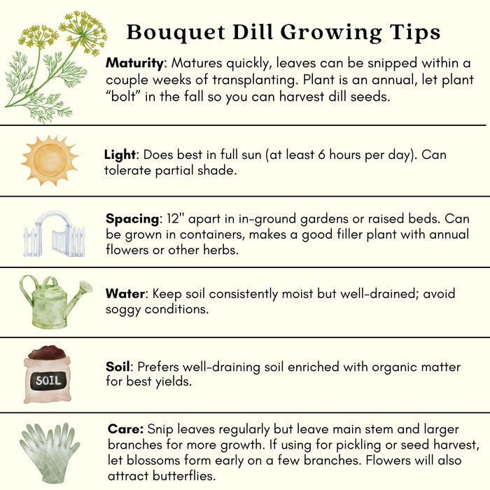 Bouquet Dill Herb | Two Live Plants | Non-GMO | Heirloom | Fast Growing, Pollinator Friendly, Fragrant