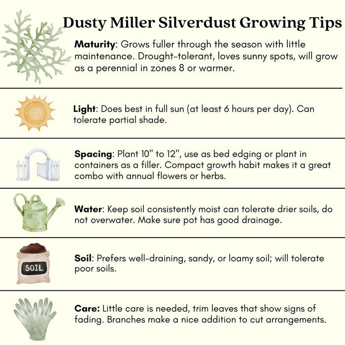 Dusty Miller Silverdust | Two Live Plants | Non-GMO | Soft Silver Foliage, Drought Tolerant, Low Maintenance