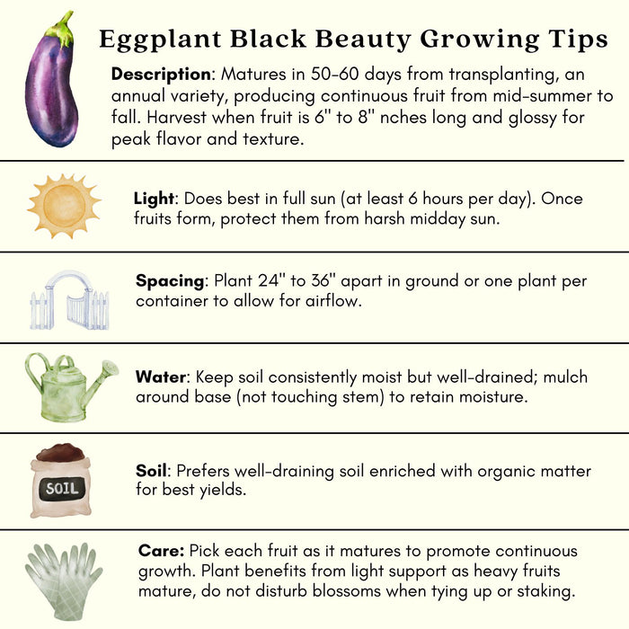 Eggplant Black Beauty | Two Live Plants | Non-GMO | Heirloom Variety | High Yield, Heat Tolerant