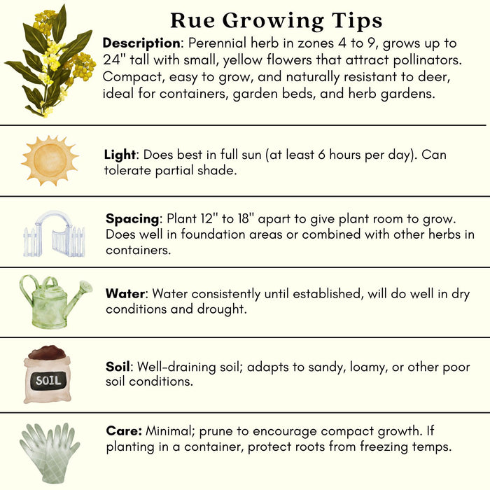 Rue Herb Plant | Two Live Plants | Non-GMO | Edible and Medicinal
