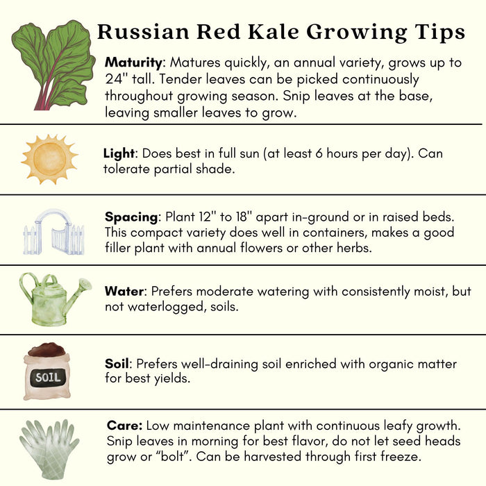 Red Russian Kale | Two Live Plants | Non-GMO | Heirloom | Frost Tolerant