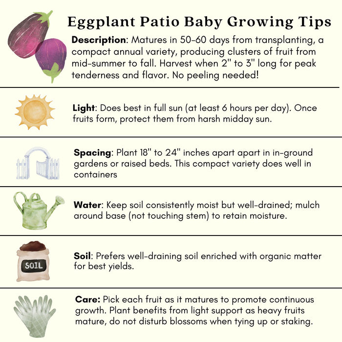 Eggplant Patio Baby | Two Live Plants | Non-GMO | Mini Fruit, High Yield, Compact