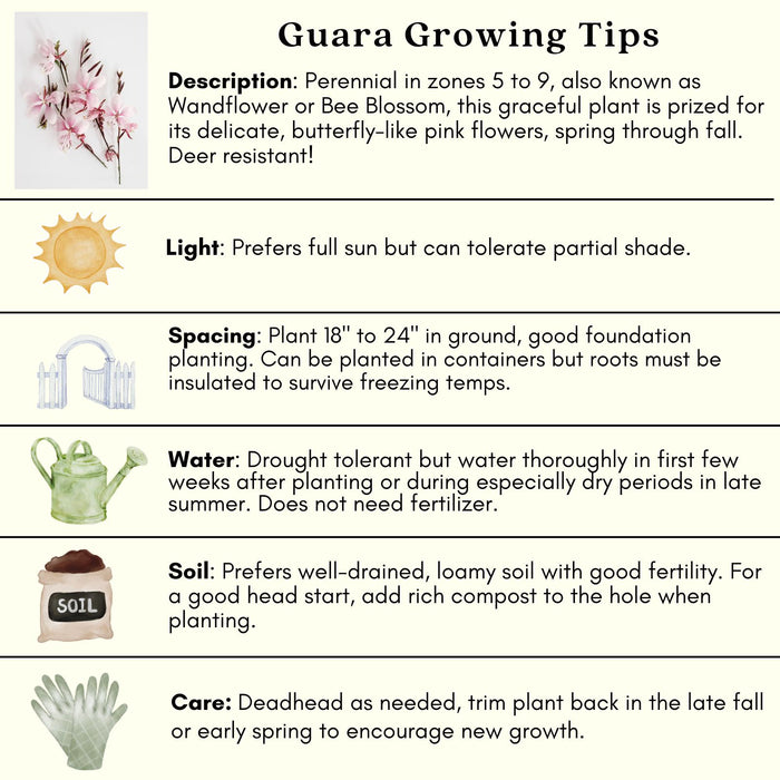 Gaura Siskiyou Pink | Two Live Plants | Non-GMO | Perennial | Pollinator Friendly | Continuous Blooms