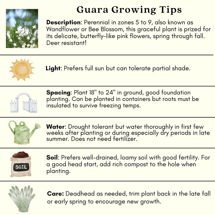 Gaura Sparkle White | Two Live Plants | Non-GMO | Perennial | Pollinator Friendly | Continuous Blooms