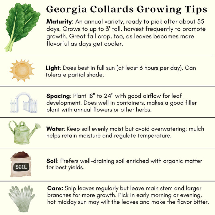 Georgia Collard Greens | Two Live Plants | Non-GMO | Heirloom | Heat Tolerant, Cold Hardy, High Yield