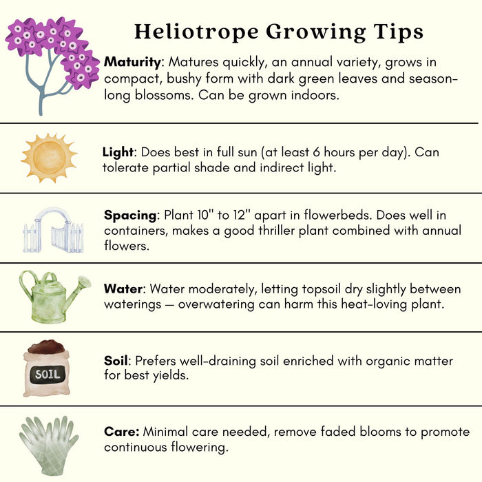 Heliotrope | Two Live Plants | Non-GMO | Pollinator Friendly | Fragrant Blooms