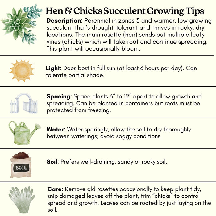 Hens and Chicks | Two Live Plants | Non-GMO | Perennial | Kid Friendly Gardening | Heat Drought Tolerant