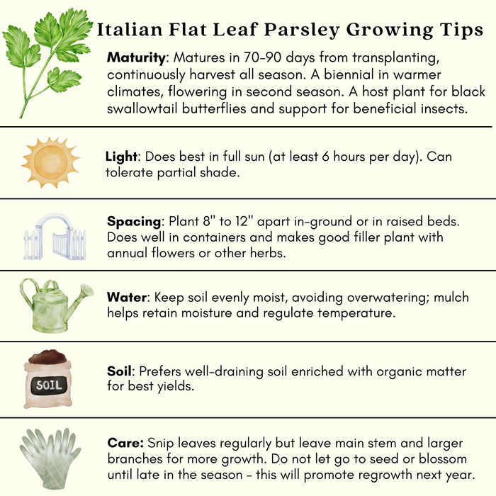 Italian Flat Leaf Parsley | Two Live Plants | Non-GMO | Heirloom Herb | Fast Growing, Culinary Essential