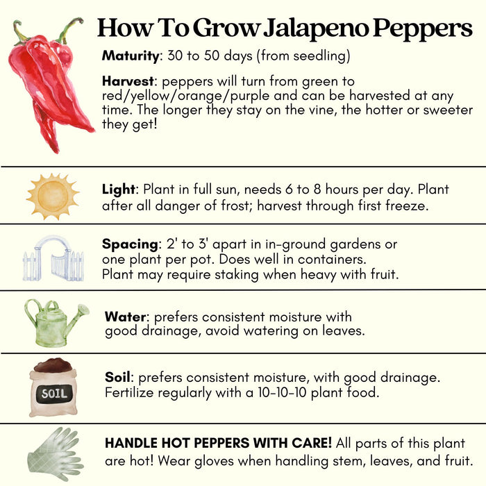 Early Jalapeño Pepper Plant | Two Live Plants | Non-GMO | Medium Hot Pepper | High Yield