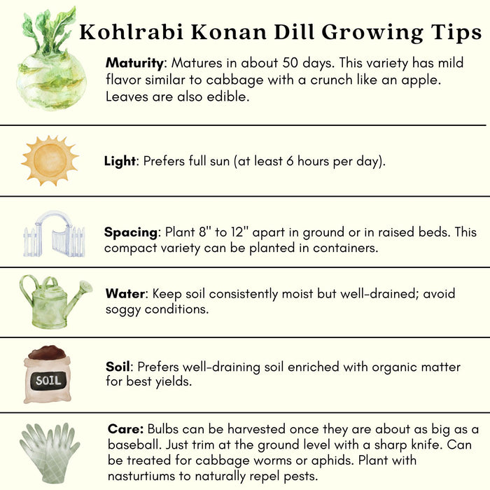 Kohlrabi Konan | Two Live Plants | Non-GMO | Edible Vegetable | Easy to Grow Vegetable