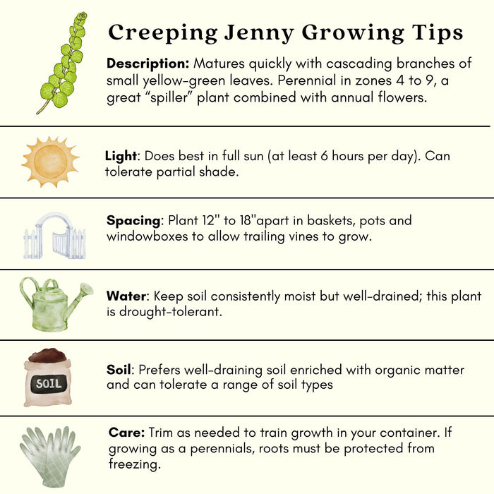 Creeping Jenny Goldi | Two Live Plants | Non-GMO | Lysimachia | Perennial, Cascading