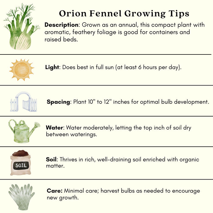 Orion Fennel Plant | Two Live Plants | Non-GMO | Edible Garden | Culinary Favorite