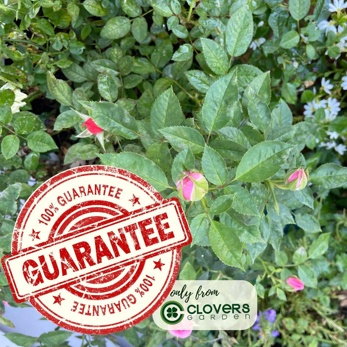 Kordana Pink Mini Rose | Two Live Plants | Non-GMO, Perennial Zone 5, Long-Blooming Compact Plants
