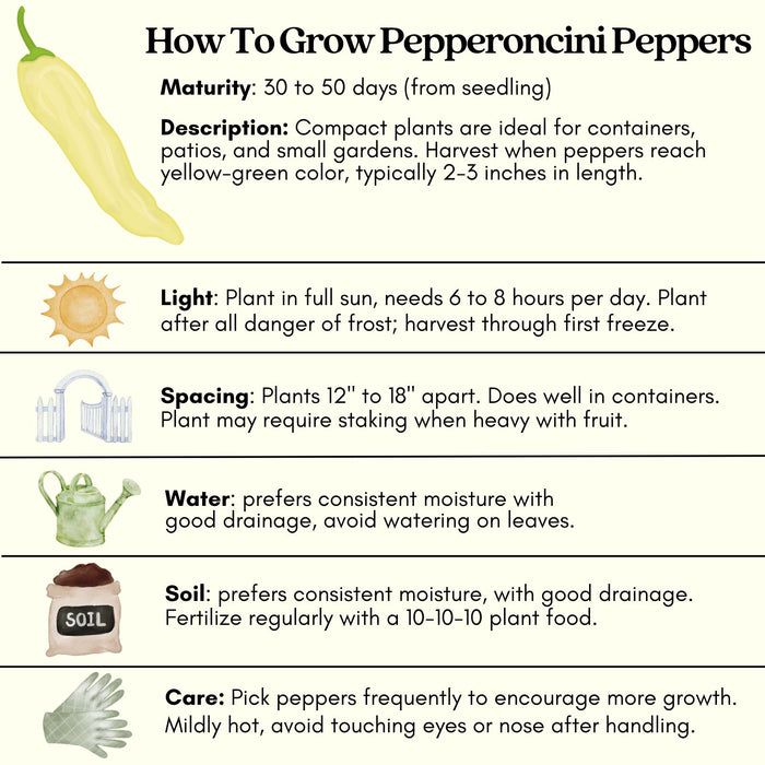 Pepperoncini Pepper Plant | Two Live Plants | Non-GMO | Mild Heat | Early Harvest