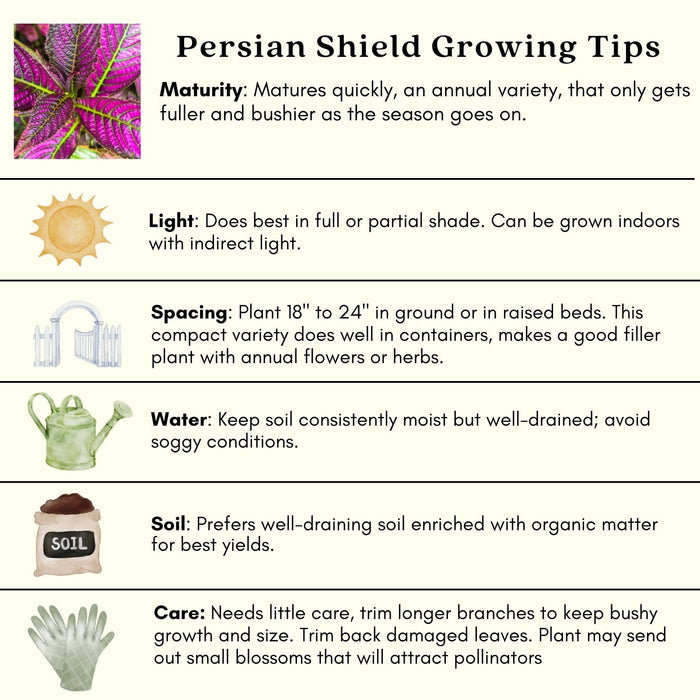 Persian Shield | Two Live Plants | Non-GMO | Shade Loving | Exotic Foliage | Strobilanthes