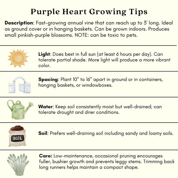 Purple Heart | Two Live Plants | Non-GMO | Vibrant Purple Foliage, Low Maintenance, Drought Tolerant