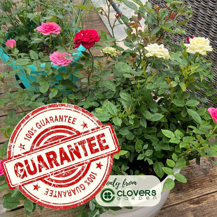 Kordana Red Mini Rose | Two Live Plants | Non-GMO, Perennial Zone 5, Long-Blooming Compact Plants