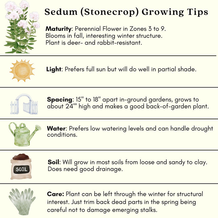 Sedum Autumn Joy | Two Live Plants | Non-GMO | Perennial | Pollinator Friendly