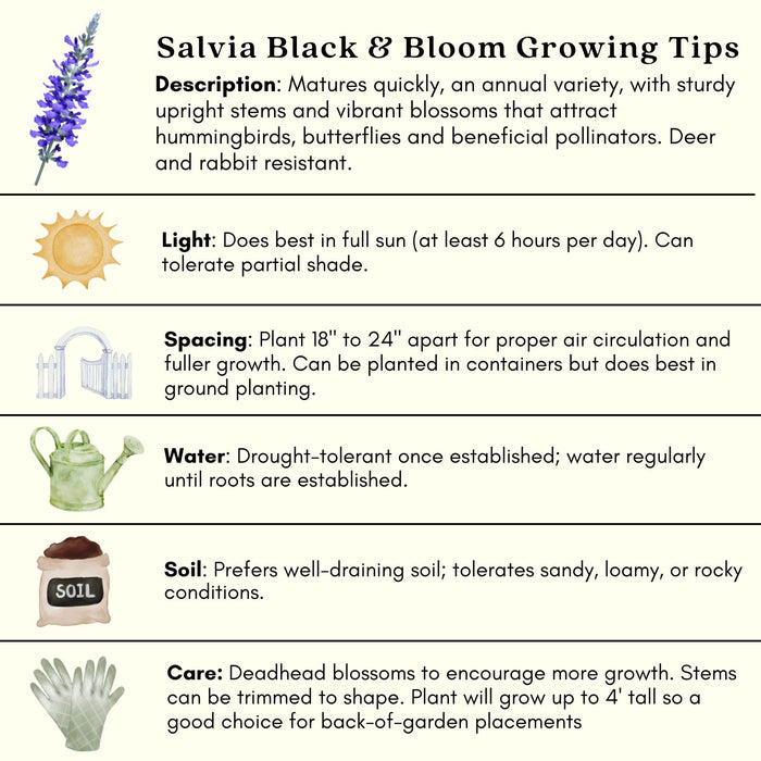 Black and Bloom Salvia | Two Live Plants | Non-GMO | Pollinator Magnet, Heat Tolerant, Low Maintenance