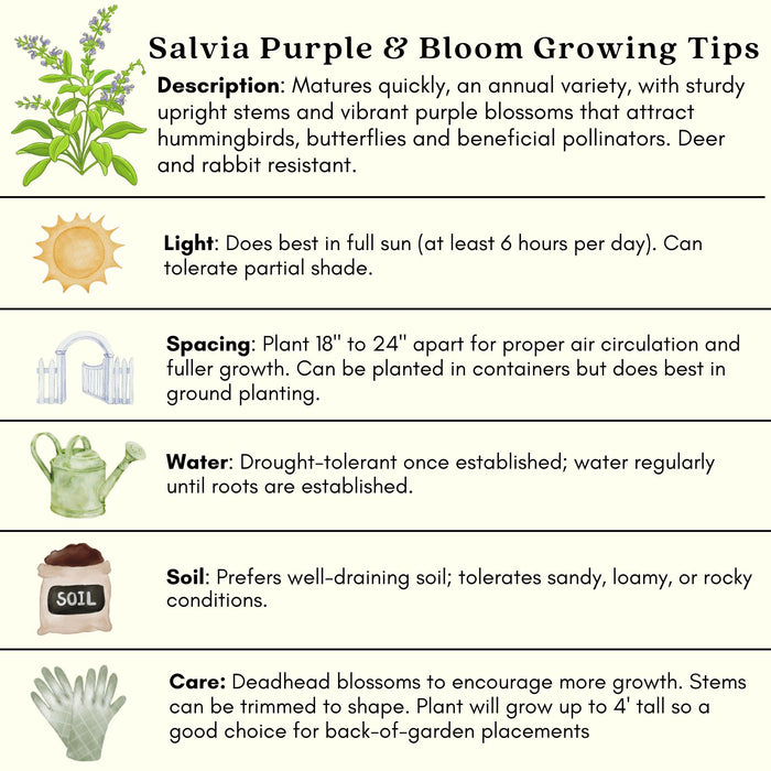 Purple and Bloom Salvia | Two Live Plants | Non-GMO | Pollinator Magnet, Heat Tolerant, Low Maintenance