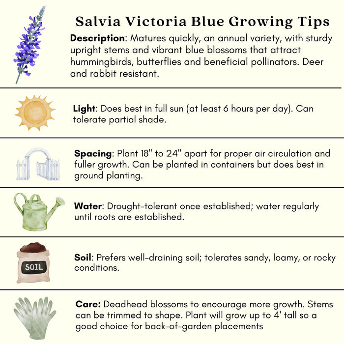 Victoria Blue Salvia | Two Live Plants | Non-GMO | Vibrant Blooms, Pollinator Magnet, Low Maintenance