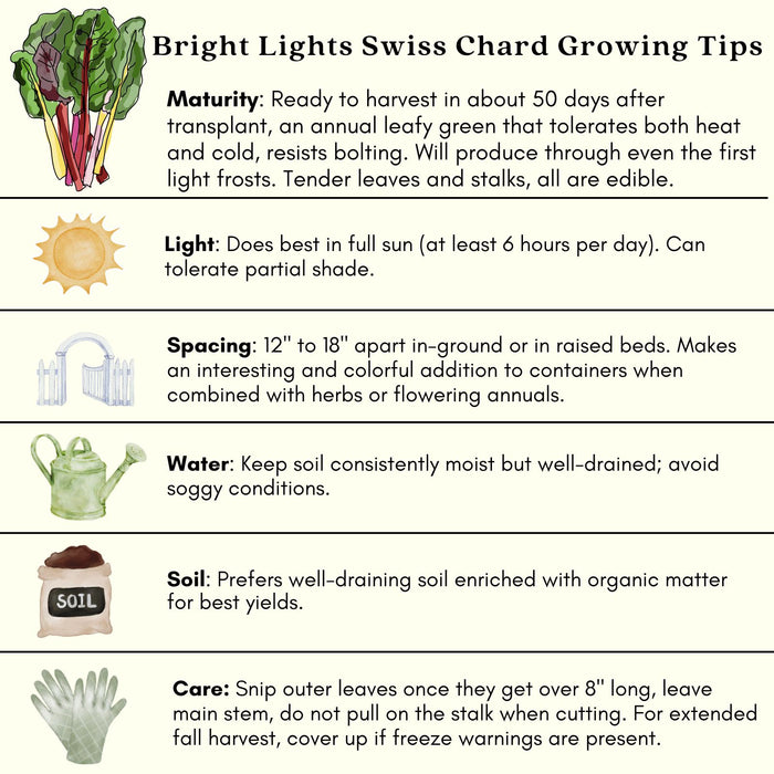 Bright Lights Swiss Chard | Two Live Plants | Non-GMO | Heirloom | Frost Tolerant