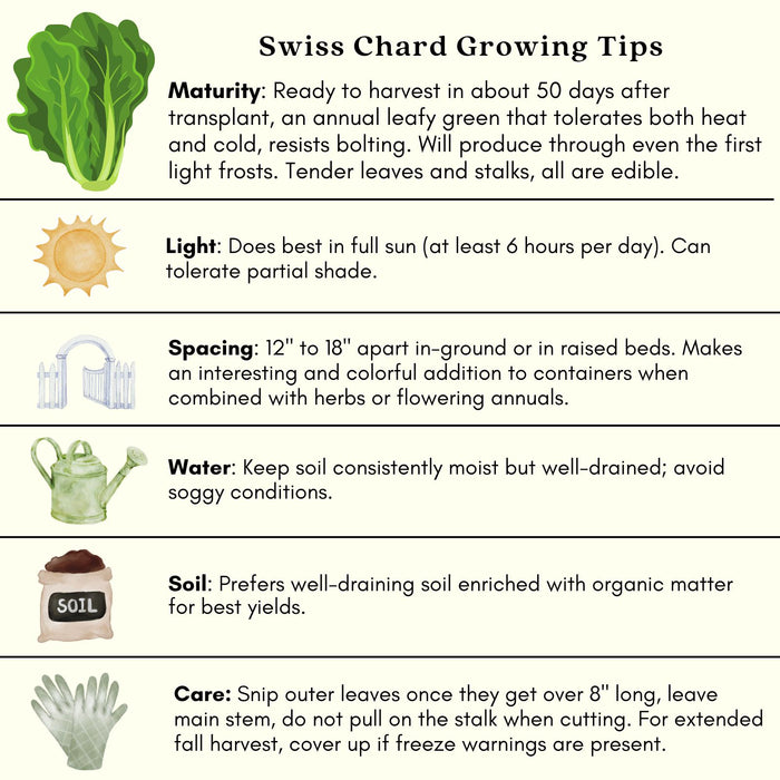 Green Swiss Chard | Two Live Plants | Non-GMO | Heirloom | Frost Tolerant