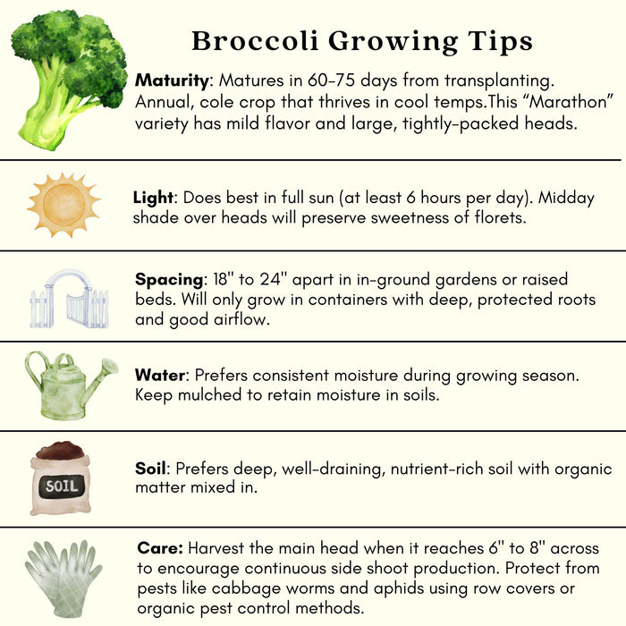 Broccoli Marathon | Two Live Plants | Non-GMO | High Yield, Cold-Tolerant, Disease Resistant