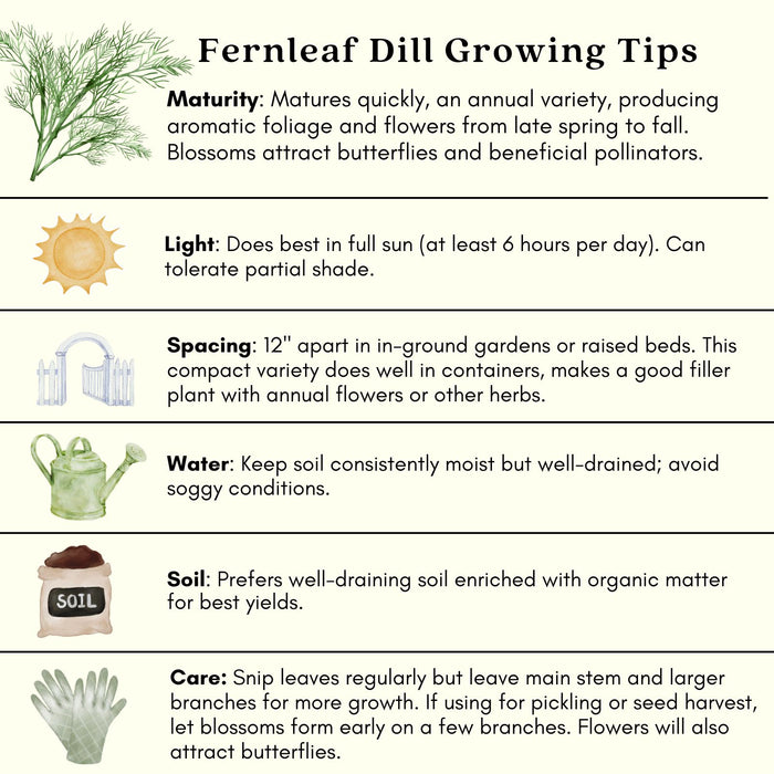 Fernleaf Dill Herb | Two Live Plants | Non-GMO | Heirloom | Compact, Fast Growing, Pollinator Friendly