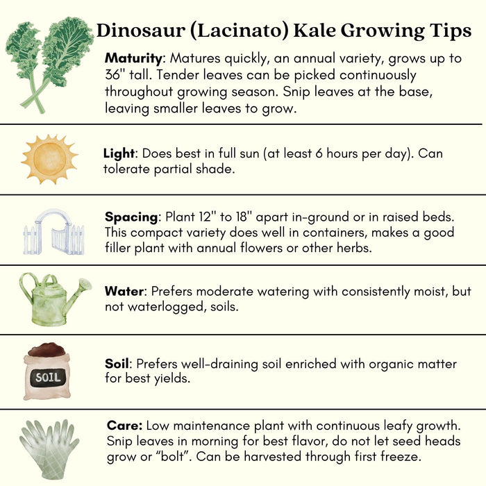 Dinosaur Kale | Two Live Plants | Non-GMO | Heirloom | Frost Tolerant