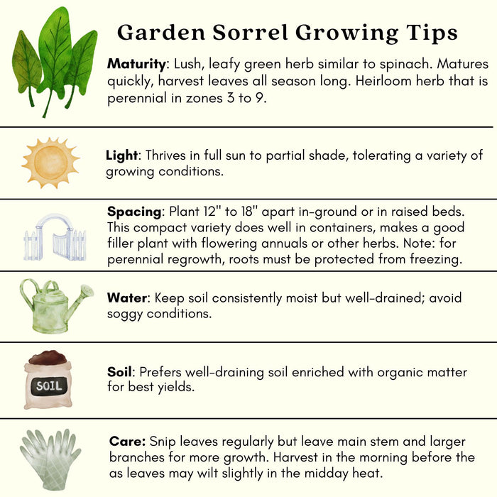 Garden Sorrel Herb | Two Live Plants | Non-GMO | Heirloom | Perennial, Fast Growing