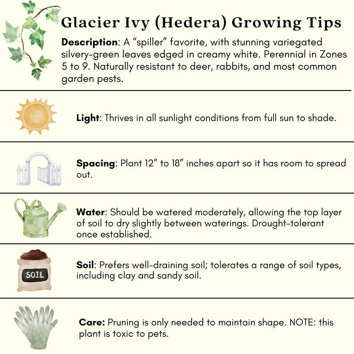 Glacier English Ivy | Two Live Plants | Non-GMO | Variegated, Trailing, Low Maintenance