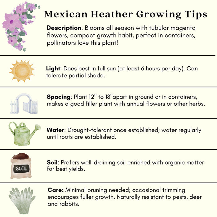 Mexican Heather Magenta | Two Live Plants | Non-GMO | Heat Tolerant, Pollinator Friendly, Low Maintenance