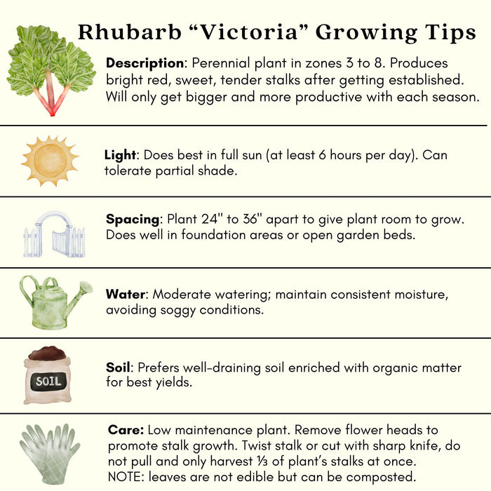 Victoria Rhubarb | Two Live Plants | Non-GMO | Perennial | Edible Heirloom
