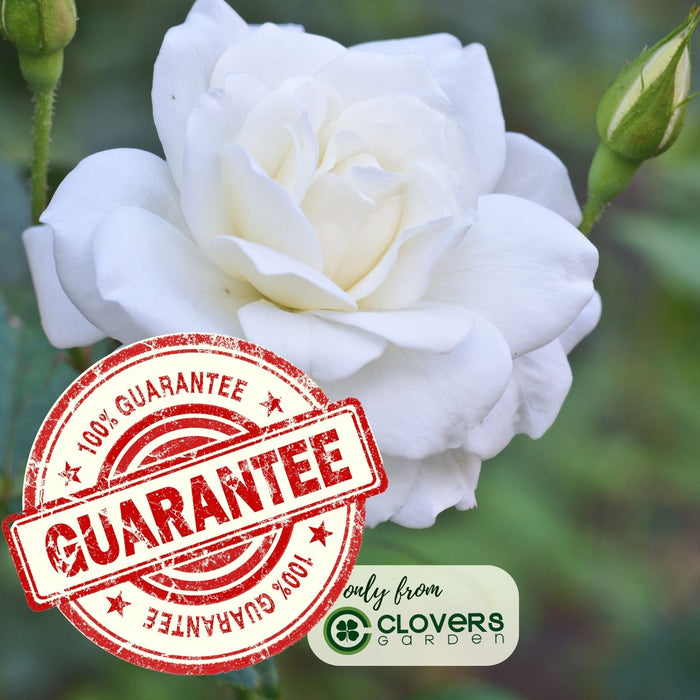 Kordana White Mini Rose | Two Live Plants | Non-GMO, Perennial Zone 5, Long-Blooming Compact Plants