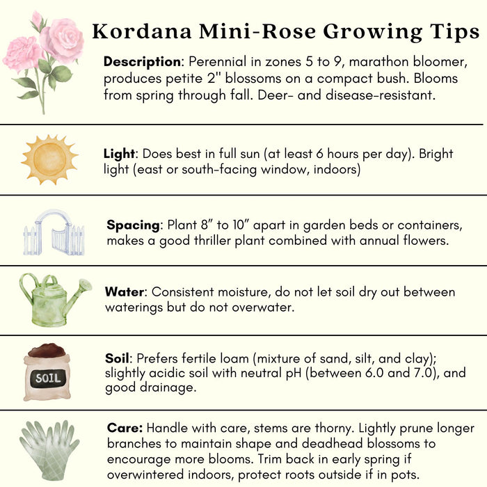 Kordana Pink Mini Rose | Two Live Plants | Non-GMO, Perennial Zone 5, Long-Blooming Compact Plants
