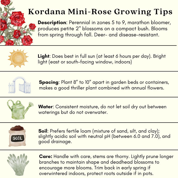 Kordana Red Mini Rose | Two Live Plants | Non-GMO, Perennial Zone 5, Long-Blooming Compact Plants