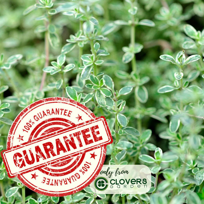 Silver Edge Thyme | Two Live Herb Plants | Non-GMO, Ornamental & Edible