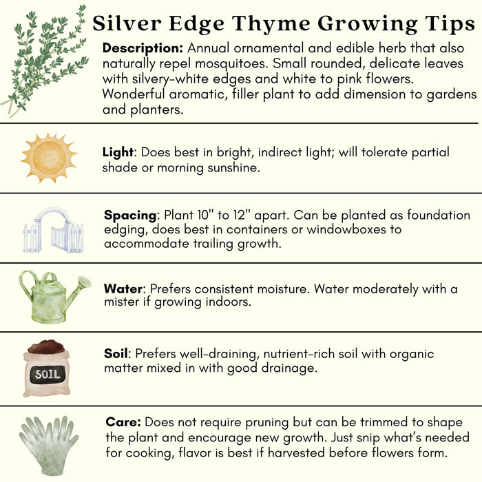 Silver Edge Thyme | Two Live Herb Plants | Non-GMO, Ornamental & Edible