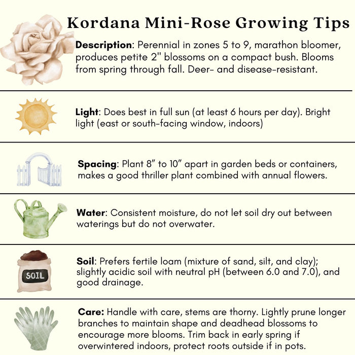 Kordana White Mini Rose | Two Live Plants | Non-GMO, Perennial Zone 5, Long-Blooming Compact Plants