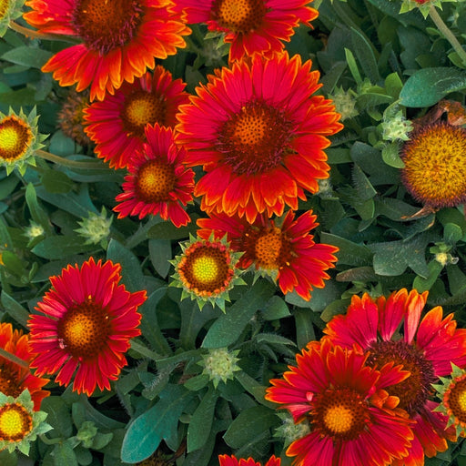 Blanket Flower Arizona Red Shades (Gaillardia)  | Two Live Plants | Non-GMO, Hardy Flowering Perennial